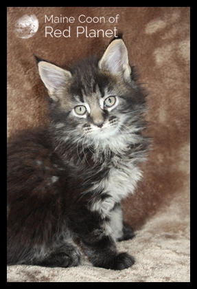 Willow